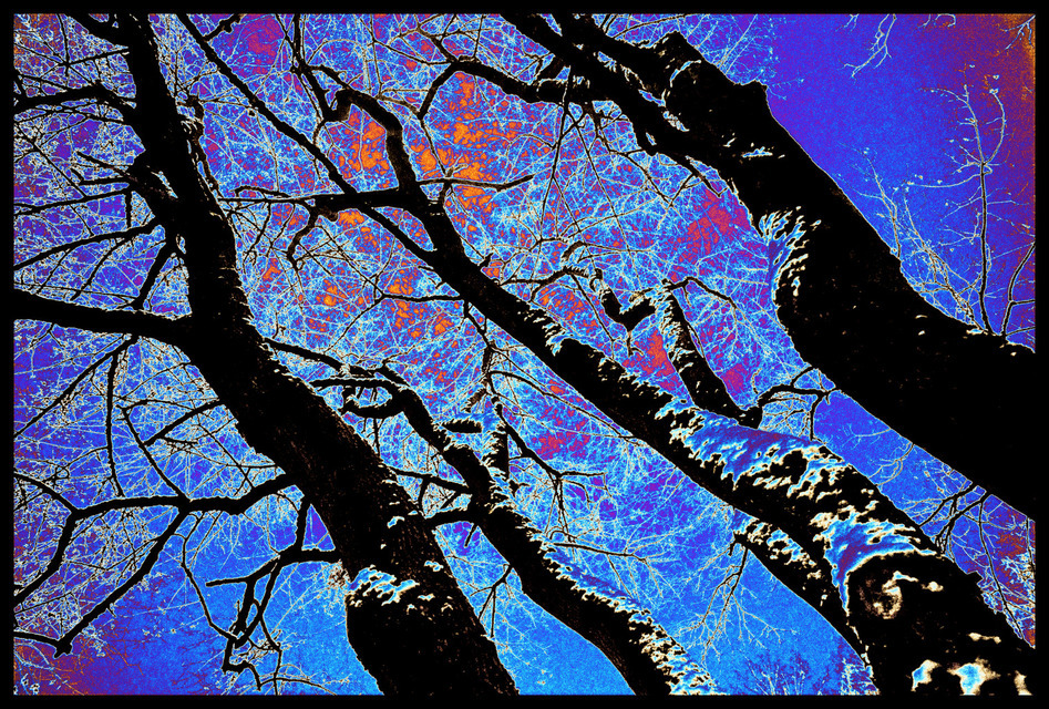 Psychedelic Trees - ID 000931