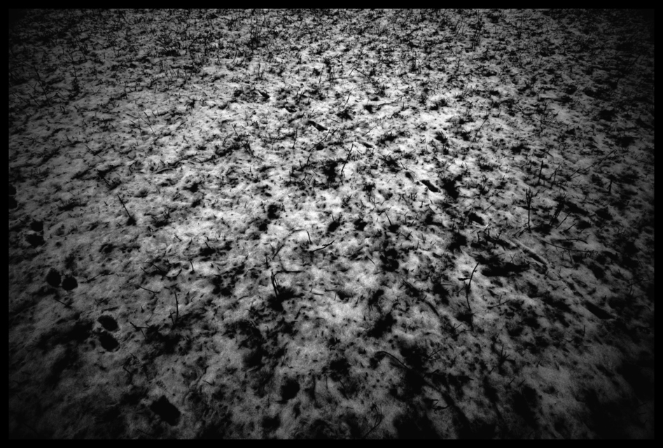 Snow on Green - ID 000940