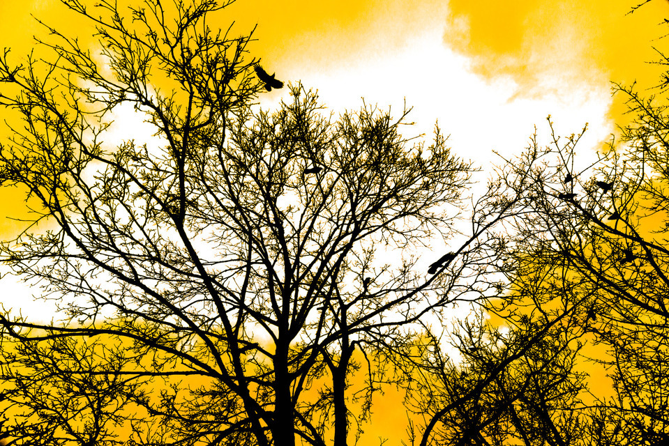 Trees with Raven - ID 001008