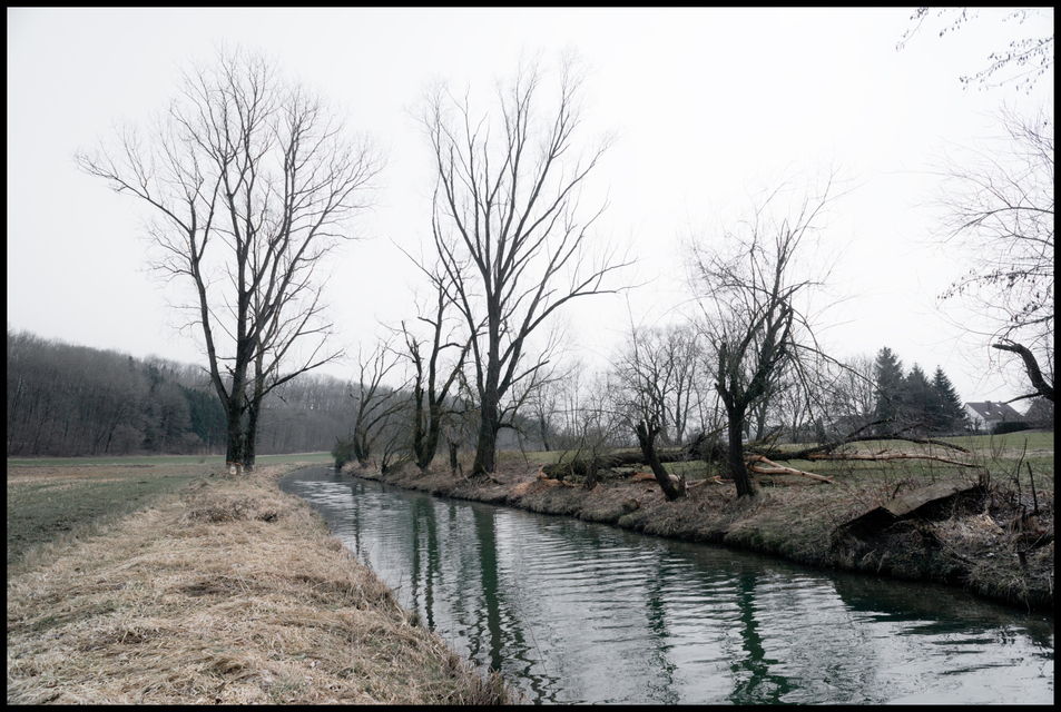 Dead Trees - ID 001110