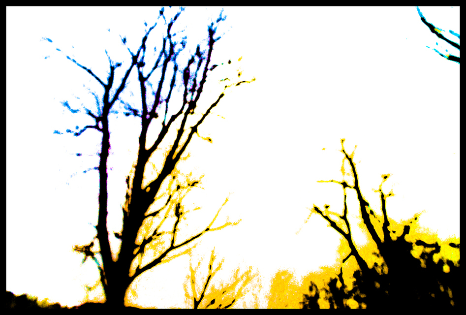 Color Trees - ID 001111