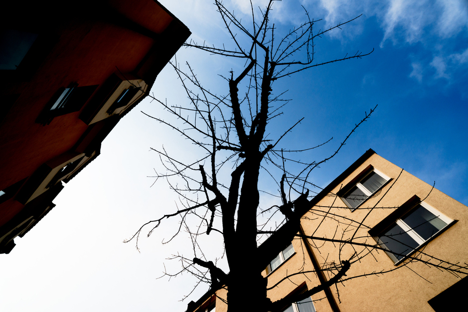 Simple Tree - ID 001120