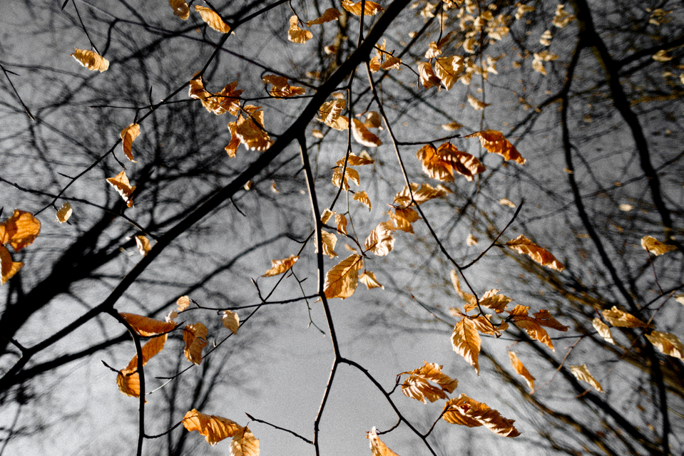 Winter Leaves - ID 001198