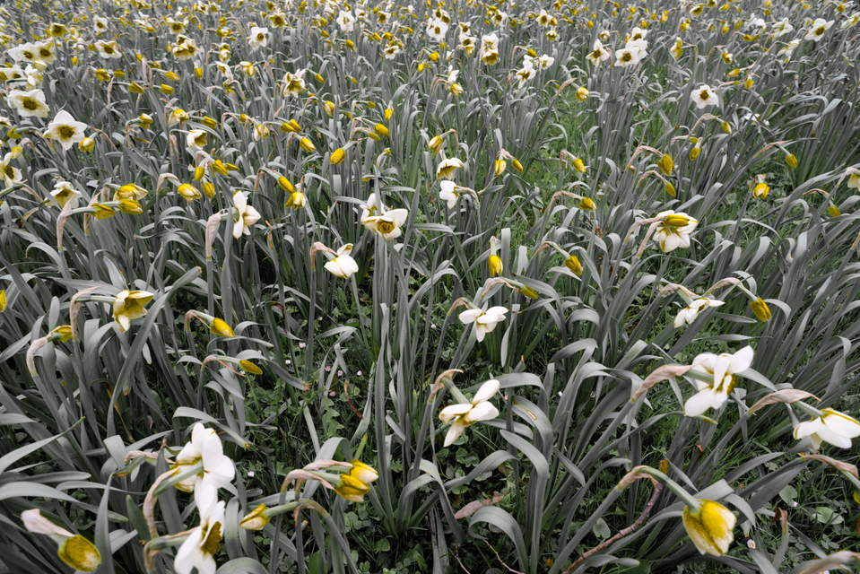 Lighthouses - ID 001229