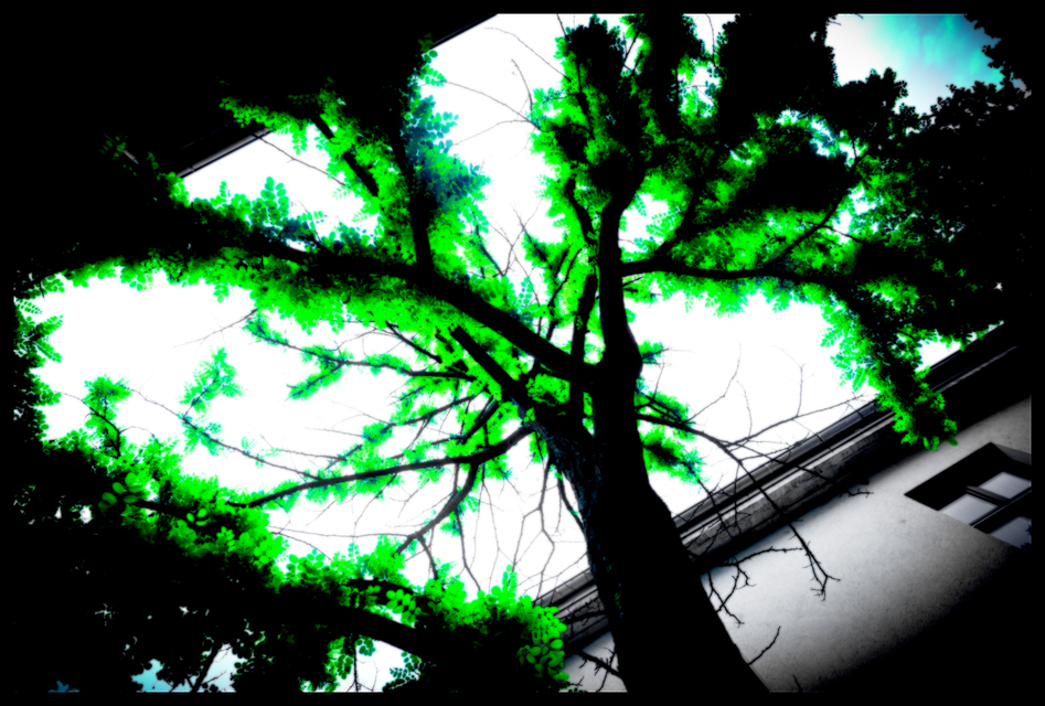 Dark Green - ID 001282