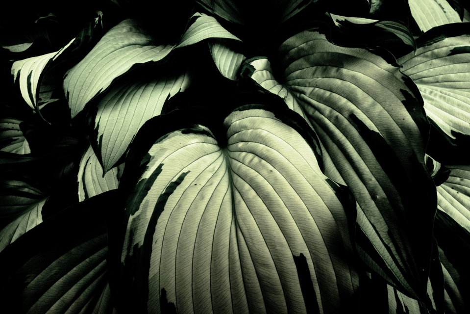Leaves - ID 001286
