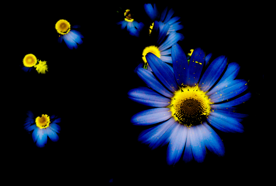 Flower Variation I - ID 001287