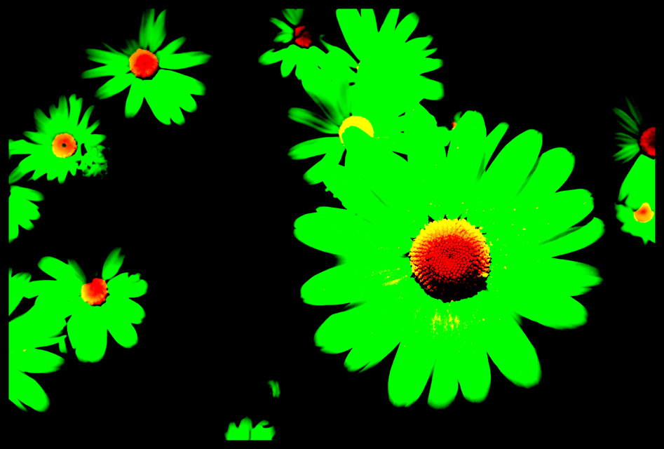 Flower Variation I - ID 001289