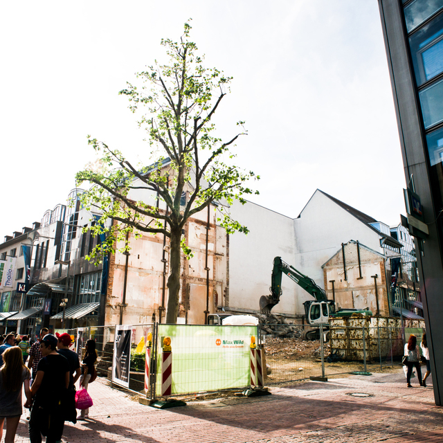 Lonely Tree II - ID 001313