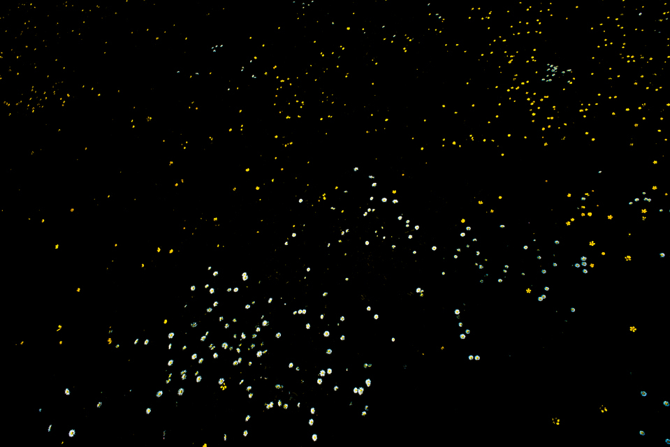 Flowers in the Dark - ID 001319