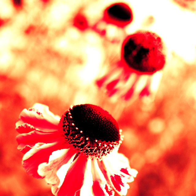 Three Sisters - ID 001372