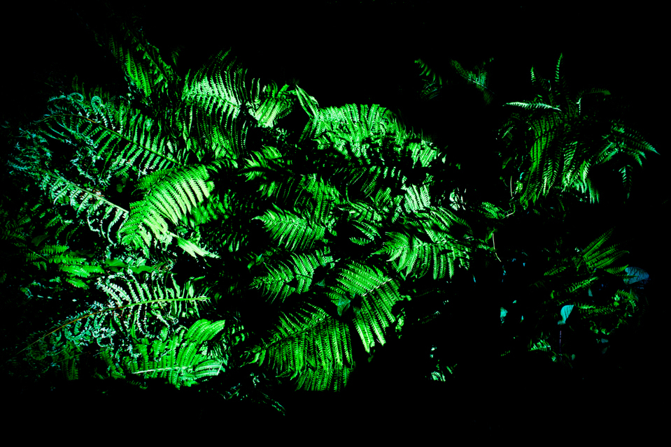 Green II - ID 001376