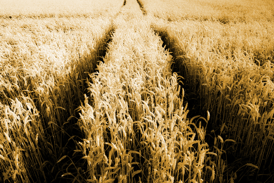 Corn Cross - ID 001460