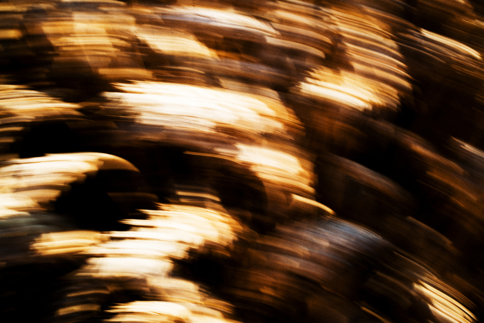 Corn Movement - ID 001461