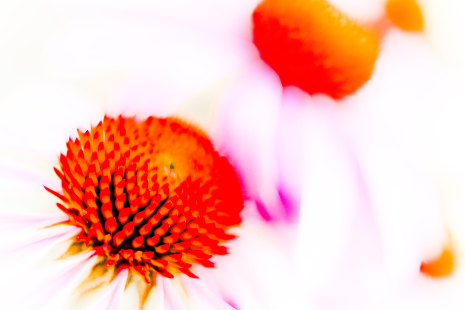 Bright Color - ID 001472