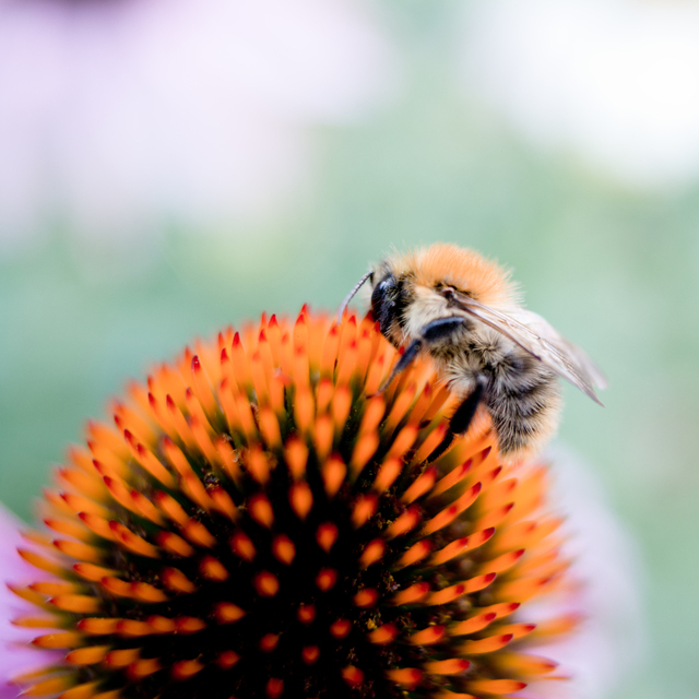 Bee Color - ID 001473