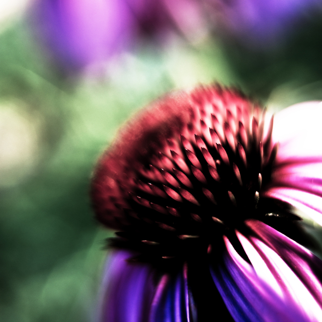 Dark Color - ID 001474