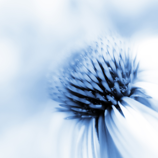 Blue Color - ID 001475