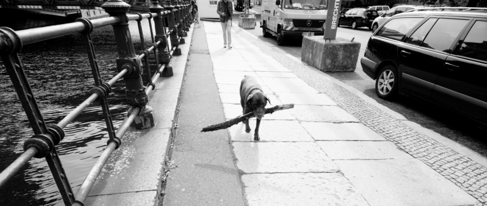 Museum Island Dog - ID 001738