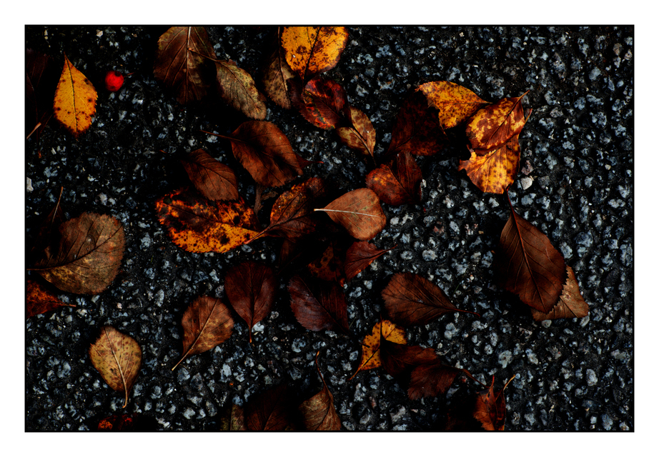 Leaves on Ground - ID 001922