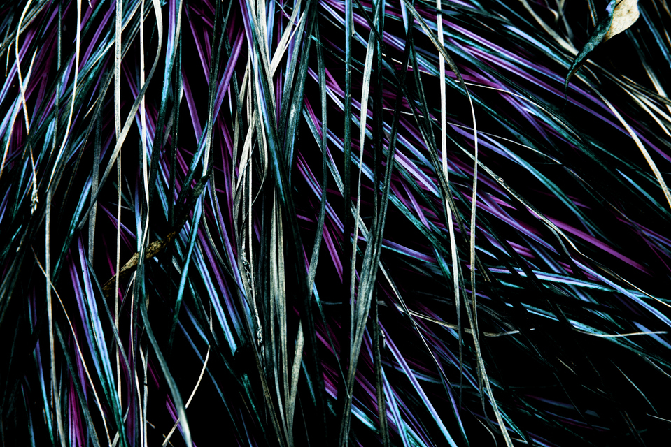 Grass I - ID 001927