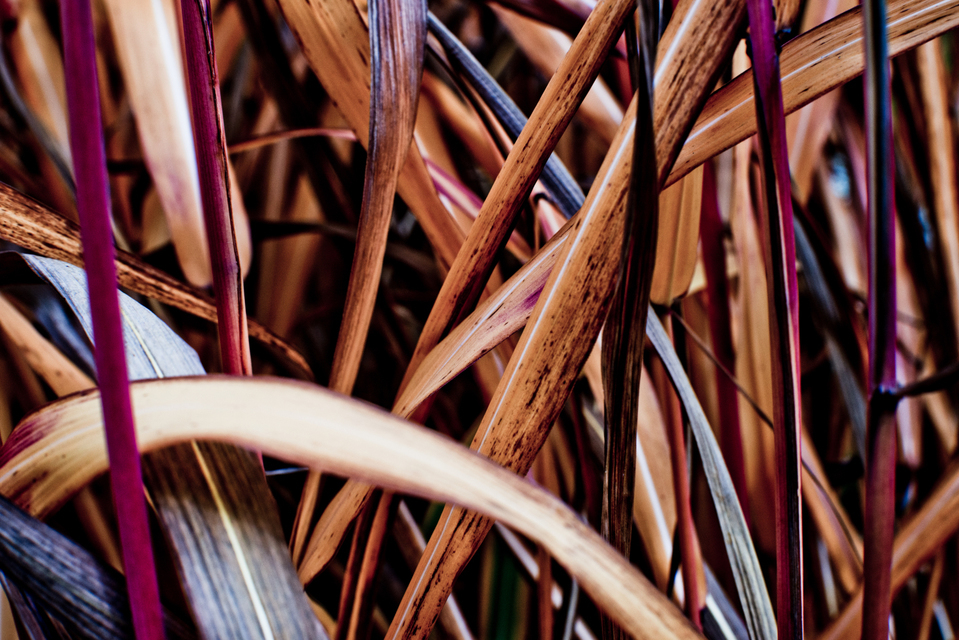 Grass II - ID 001928