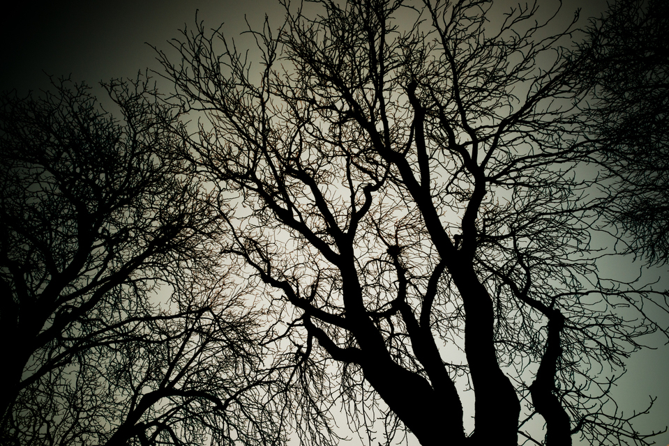 Winter Tree - ID 002113