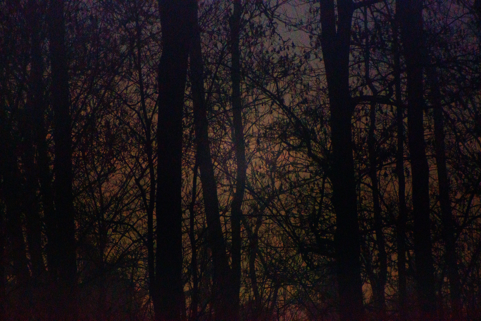 Last Light Between Trees - ID 002115