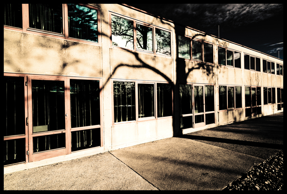 Tree on Wall I - ID 002172