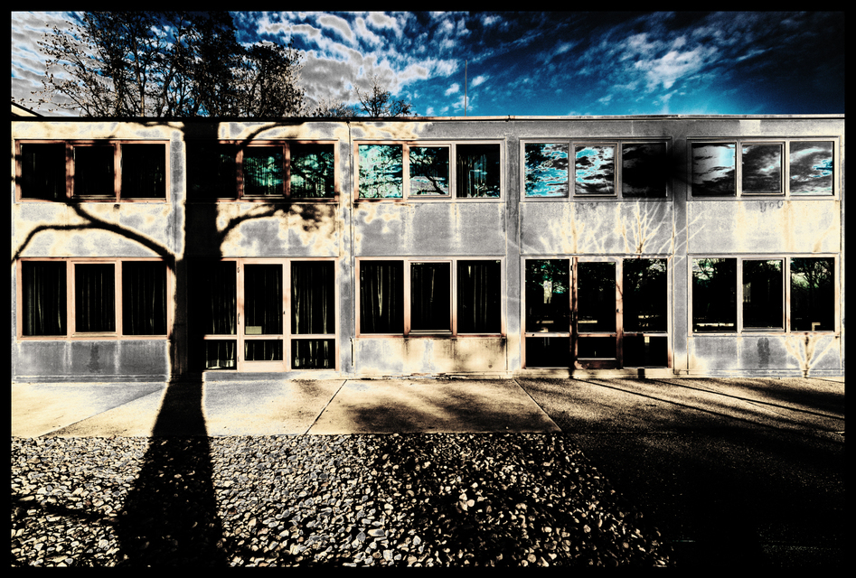 Tree on Wall II - ID 002173