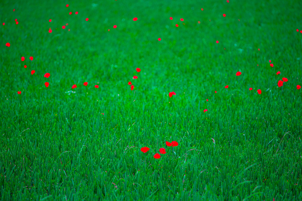 Red Poppy on Green Corn - ID 002364
