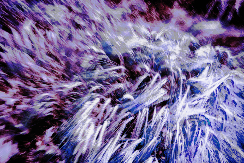 Corn in Wind - ID 002369