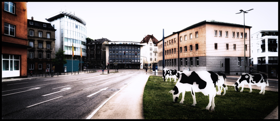 Lonely Cows - ID 002436
