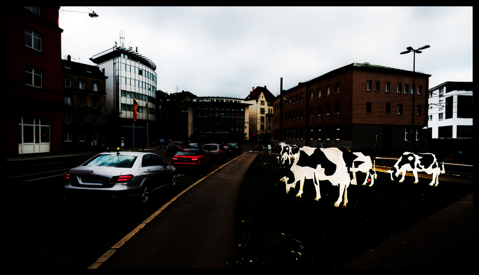 Cows and Cars - ID 002437