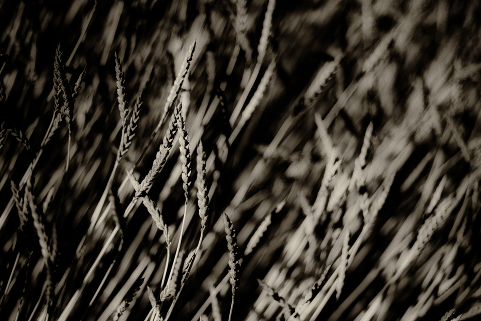 Corn Light - ID 002443