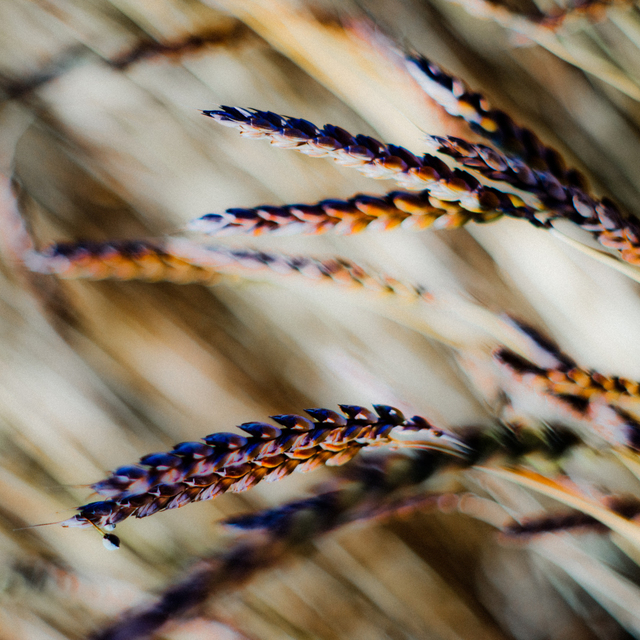 Corn Color - ID 002444