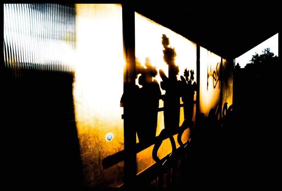 Plants in the Sun - ID 002447