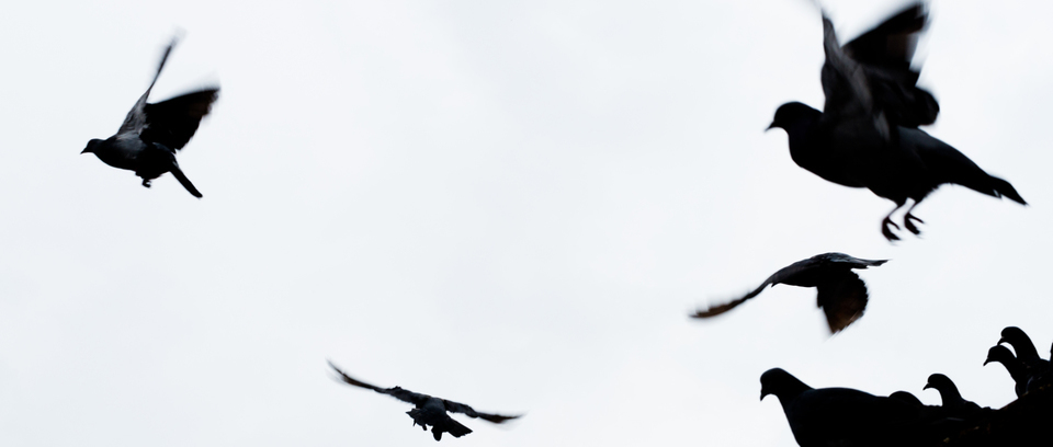 Get Airborne - ID 002523