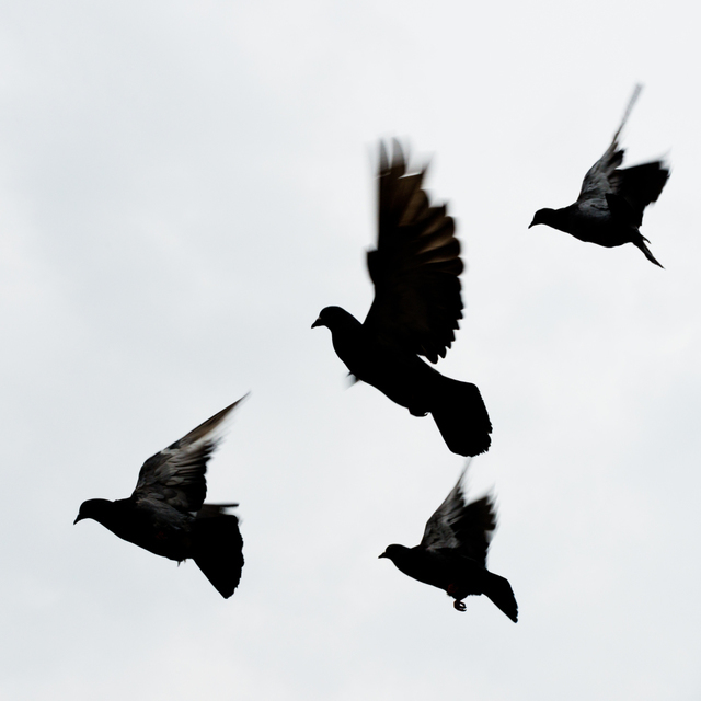 Formation Flight - ID 002524