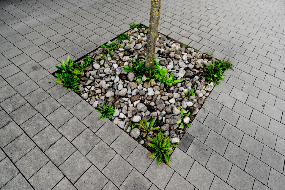 Green against Grey II - ID 002596