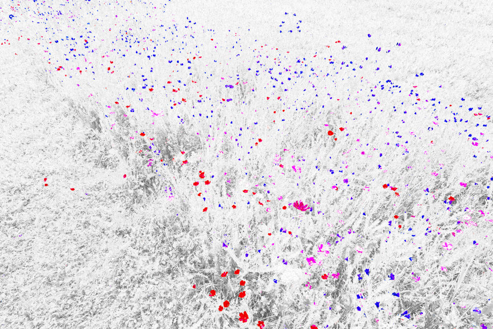 Red Blue Pink - ID 002614