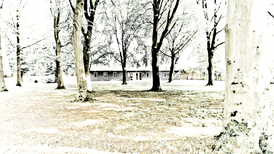 Between Trees - ID 002624