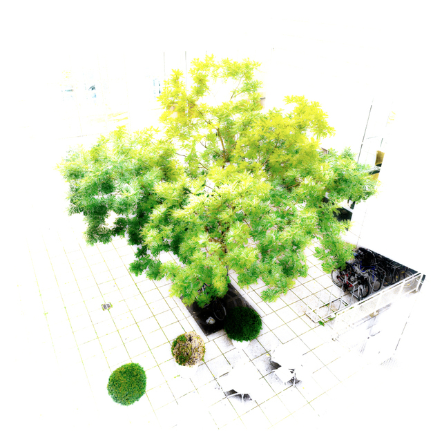 White Tree - ID 002640