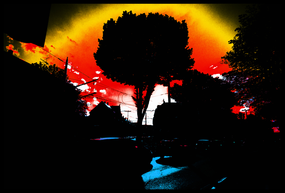 Tree in Street - ID 002667