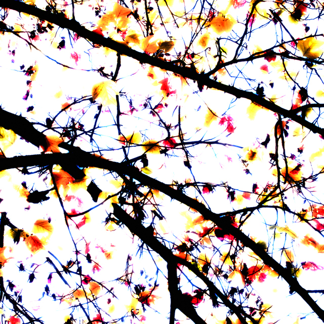 Hazy Leaves - ID 002671