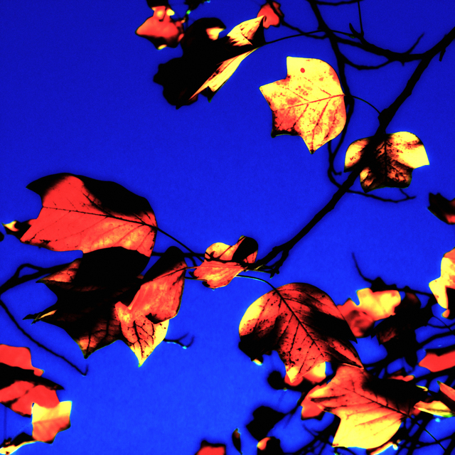 Burning Leaves - ID 002673