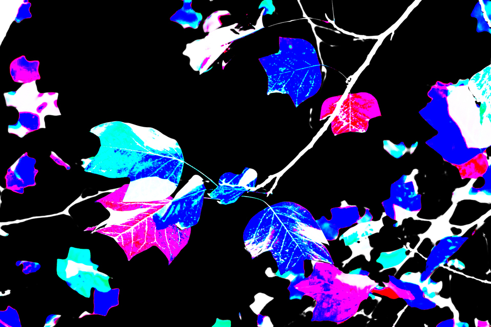 Leaves on Black Sky - ID 002675