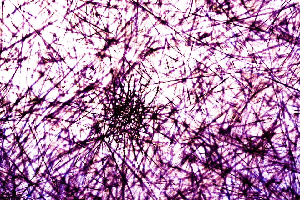 Violett Spider - ID 002680