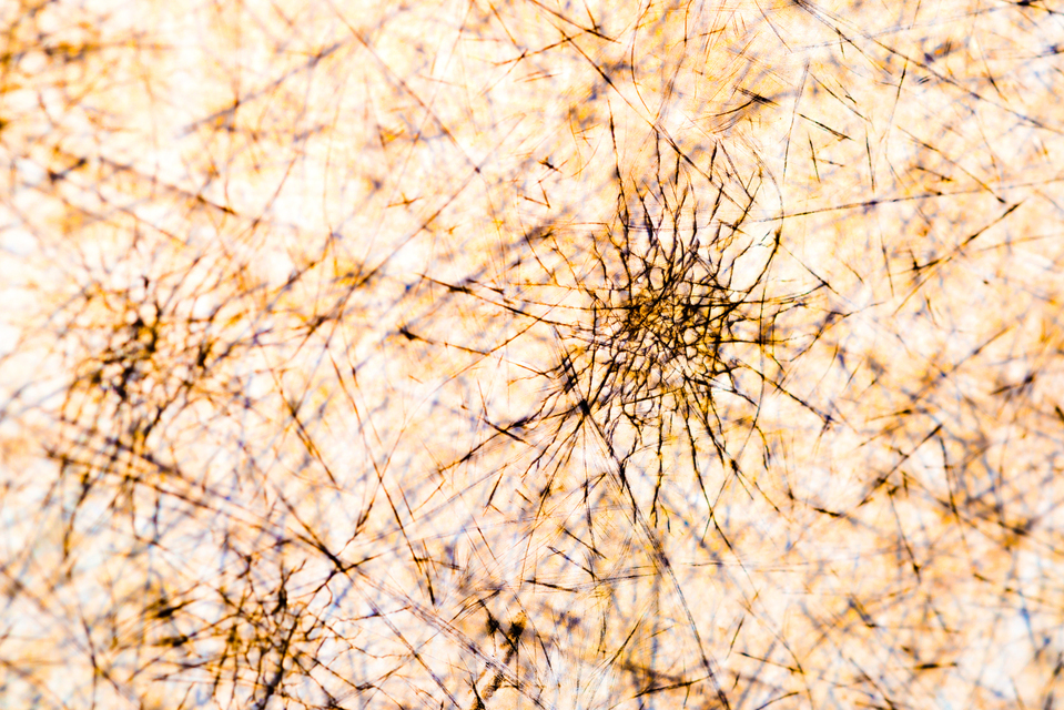 Hazy Spider - ID 002682