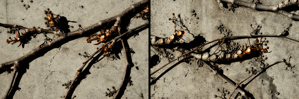 Life on Concrete - ID 002691